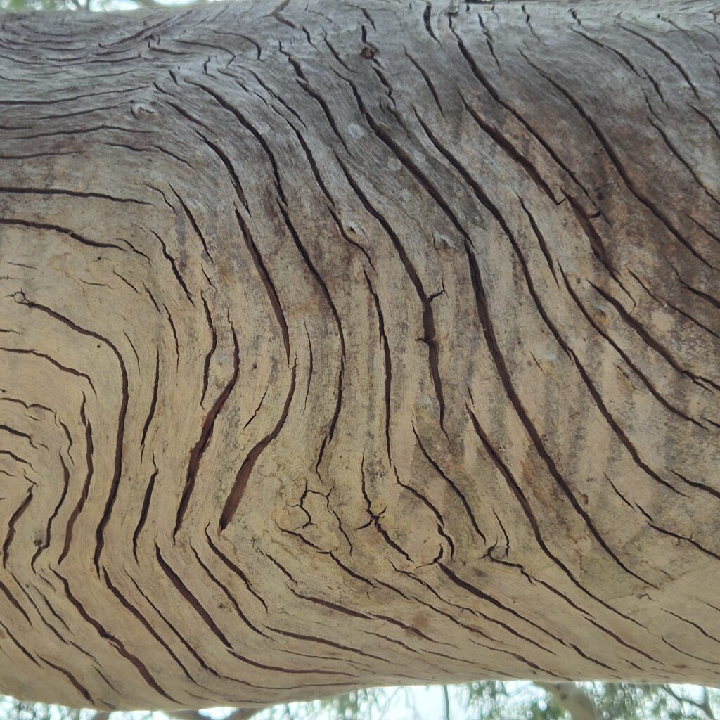 Tree bark, patterns, wavey