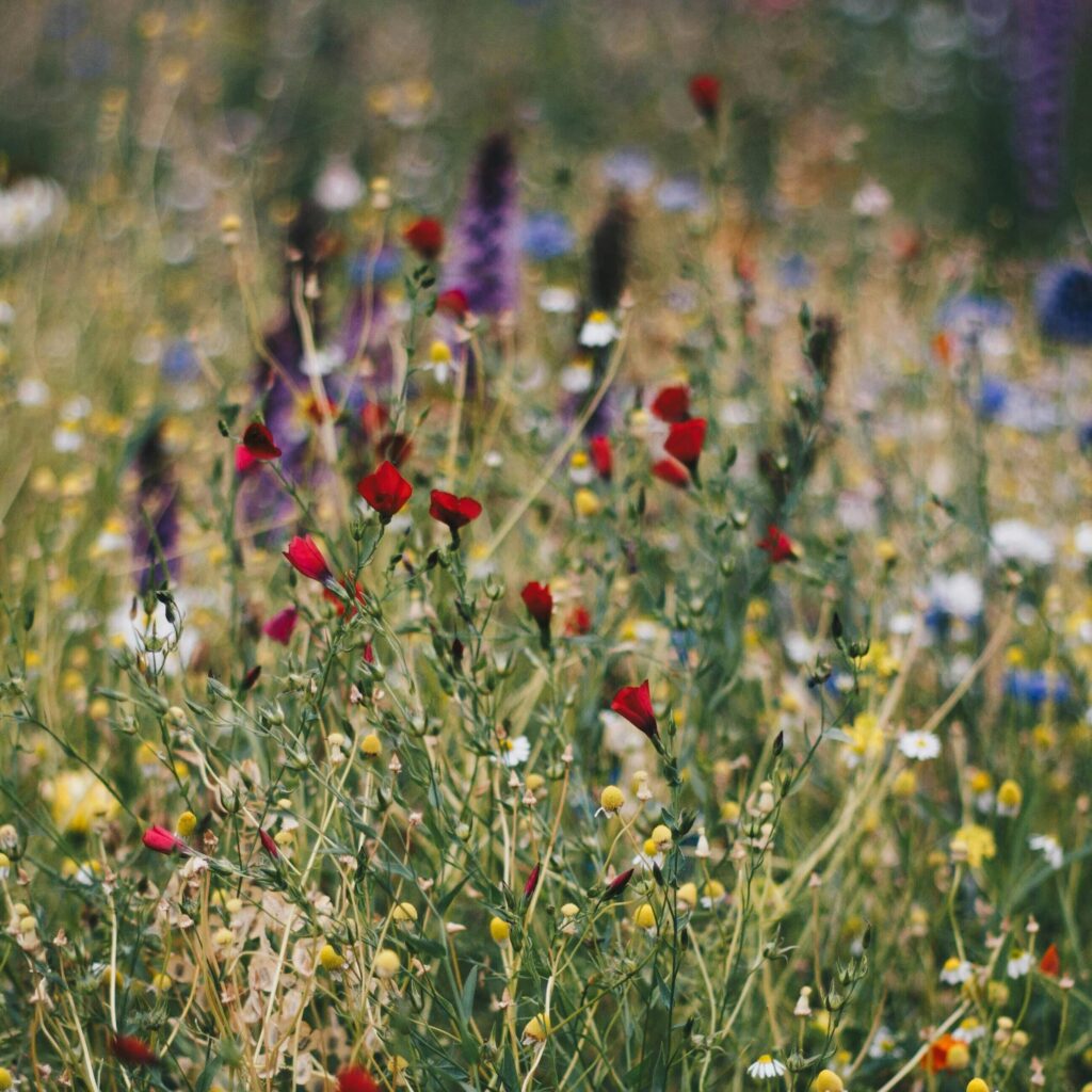 A colorful array of blooming wildflowers in a natural meadow, capturing summer's essence.